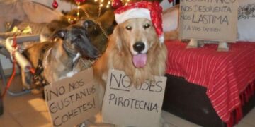 Llegan las fiestas y nuestros perros sufren las consecuencias