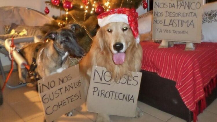 Llegan las fiestas y nuestros perros sufren las consecuencias