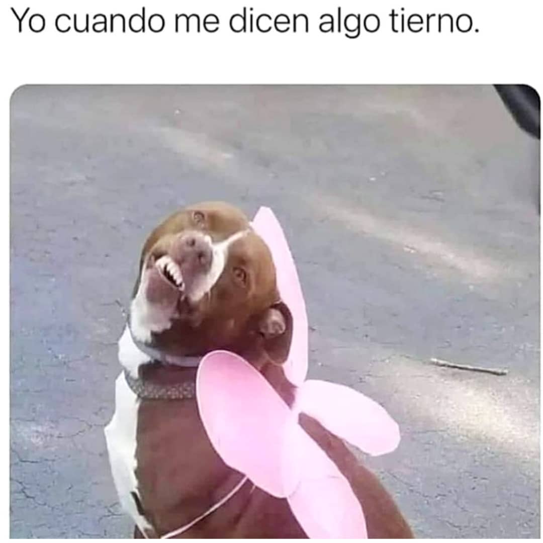 Estos son los mejores memes de la semana