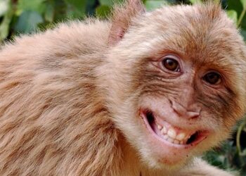 Revivió a un monito con respiración boca a boca