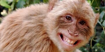 Revivió a un monito con respiración boca a boca