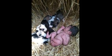 Una perra adoptó a una beba recién nacida que había sido abandonada y le salvó la vida