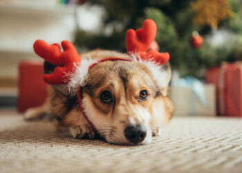 El estrés de las fiestas también genera ansiedad en nuestras mascotas