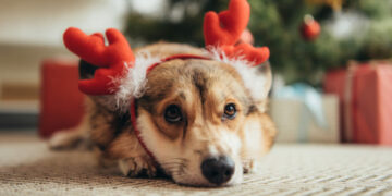 El estrés de las fiestas también genera ansiedad en nuestras mascotas