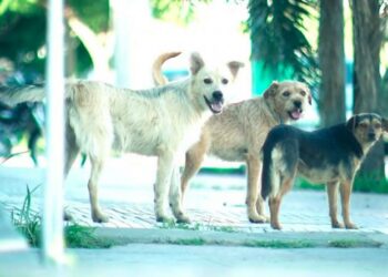 Ya se puede solicitar turno para castraciones a través de un turnero online