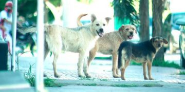 Ya se puede solicitar turno para castraciones a través de un turnero online