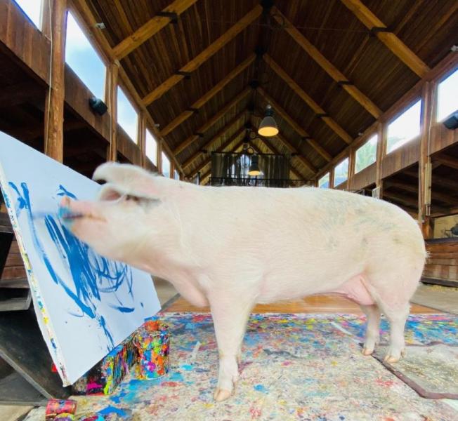 “Pigcasso” la cerdita pintora que vendió un cuadro en US$ 27.000
