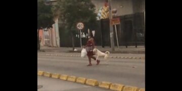Lo más tierno de hoy: un perro le da la pata a su dueña para cruzar la calle