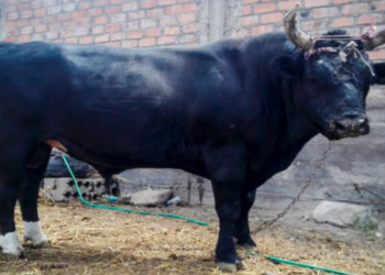 Falleció un hombre de 74 años tras ser golpeado por un toro 
