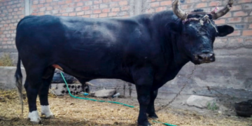 Falleció un hombre de 74 años tras ser golpeado por un toro 