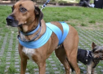 Un truco y sugerencias para tranquilizar a nuestro perro en año nuevo