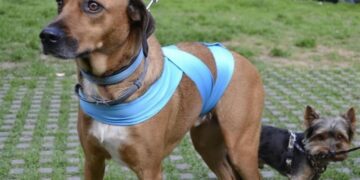 Un truco y sugerencias para tranquilizar a nuestro perro en año nuevo