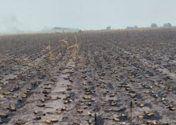 El fuego sin control arrasa con plantaciones en Corrientes