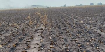 El fuego sin control arrasa con plantaciones en Corrientes