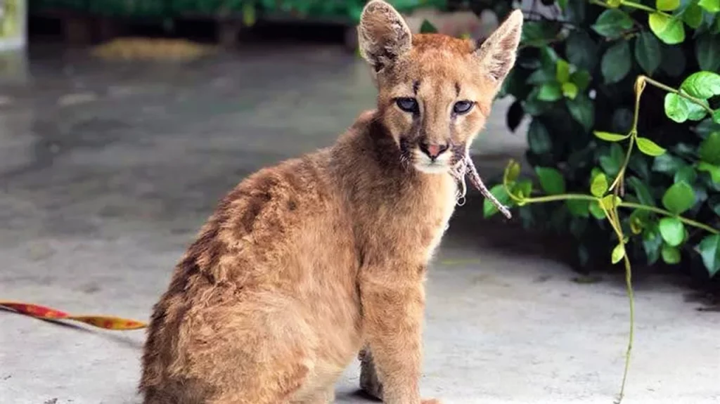 Policía ambiental rescató a un cachorrito de puma y a un tucán