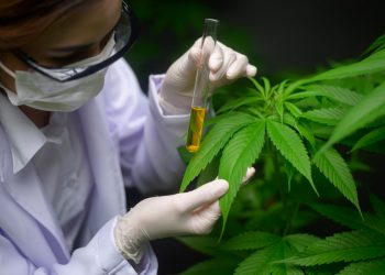 Especialistas investigan una nueva aplicación para el cannabis medicinal