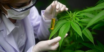 Especialistas investigan una nueva aplicación para el cannabis medicinal