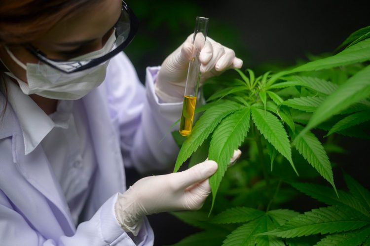 Especialistas investigan una nueva aplicación para el cannabis medicinal