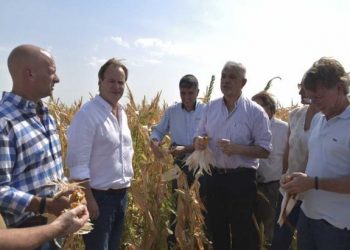 Rezan por lluvias en el campo