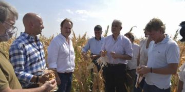 Rezan por lluvias en el campo