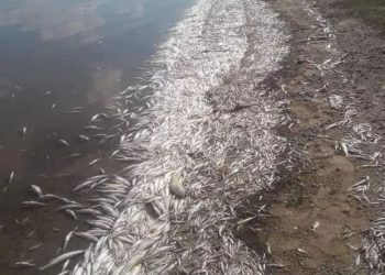 Una gran cantidad de peces aparecieron muertos en Cruz del Eje