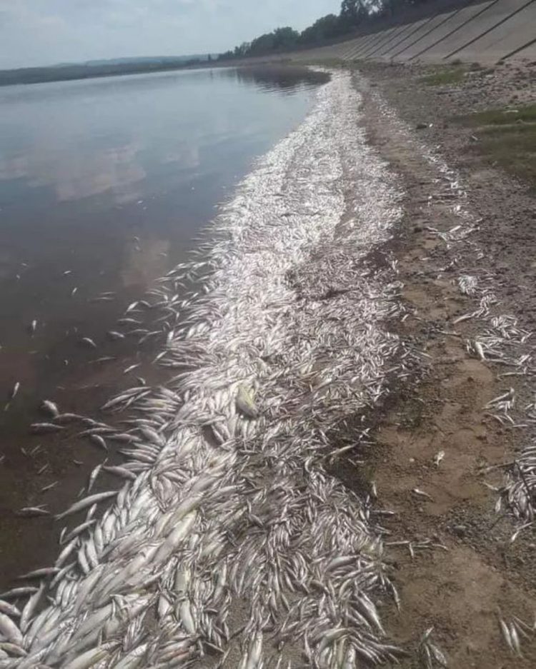 Una gran cantidad de peces aparecieron muertos en Cruz del Eje