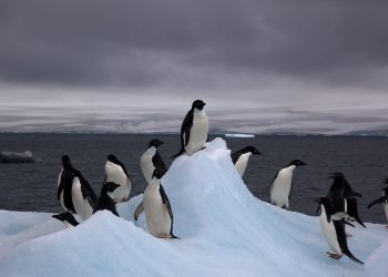 Un grupo de investigadores argentinos estudian el impacto del Cambio Climático en la Antártida