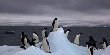 Un grupo de investigadores argentinos estudian el impacto del Cambio Climático en la Antártida