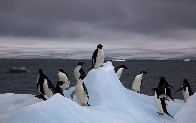 Un grupo de investigadores argentinos estudian el impacto del Cambio Climático en la Antártida