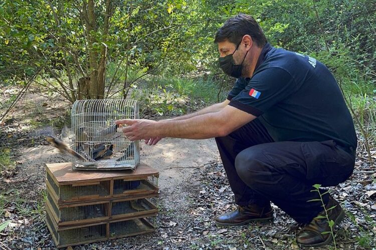 Liberaron más de 50 aves rescatadas en Ascochinga