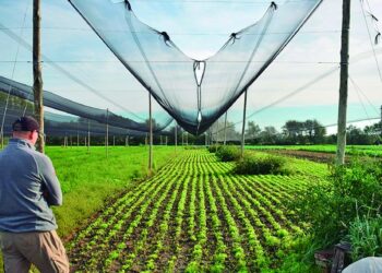 Temen desabastecimiento y suba de precios por las pérdidas en el cinturón verde