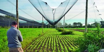 Temen desabastecimiento y suba de precios por las pérdidas en el cinturón verde