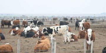 Créditos para el tratamiento de residuos avícolas, bovinos y porcinos