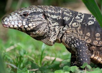 Nueva moda fáunica en los countries bonaerenses: salen los carpinchos, entran los lagartos