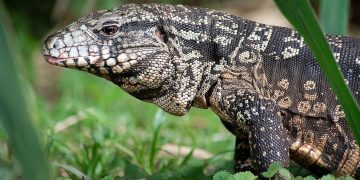 Nueva moda fáunica en los countries bonaerenses: salen los carpinchos, entran los lagartos