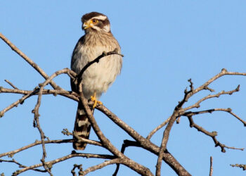 Una investigación advirtió sobre la pérdida de aves en las sierras de Córdoba