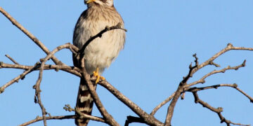 Una investigación advirtió sobre la pérdida de aves en las sierras de Córdoba