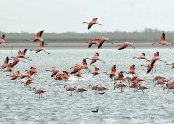 Analizan la posibilidad de crear nuevos parques nacionales en Córdoba «para preservar la biodiversidad»