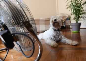 Cómo evitar golpes de calor en mascotas ante las elevadas temperaturas