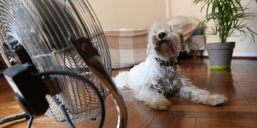 Cómo evitar golpes de calor en mascotas ante las elevadas temperaturas