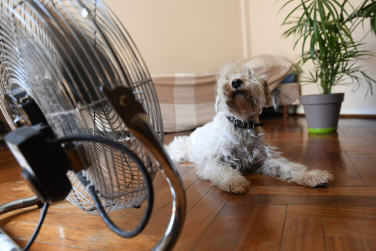 Cómo evitar golpes de calor en mascotas ante las elevadas temperaturas