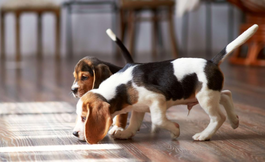 ¿Cómo descubren los perros qué hora es?