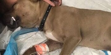 Un chico eligió pagarle una operación a su perra antes que a su madre