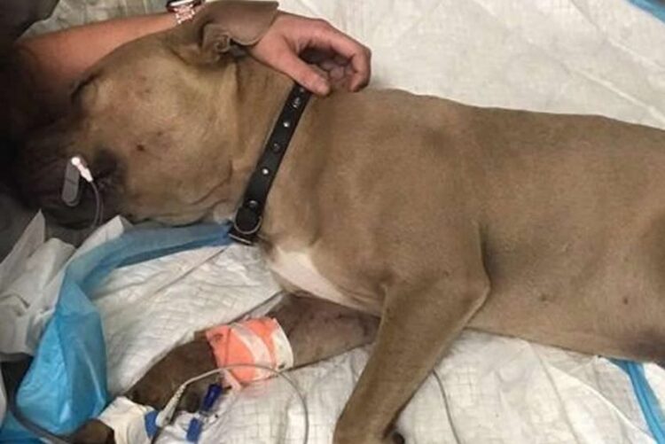 Un chico eligió pagarle una operación a su perra antes que a su madre