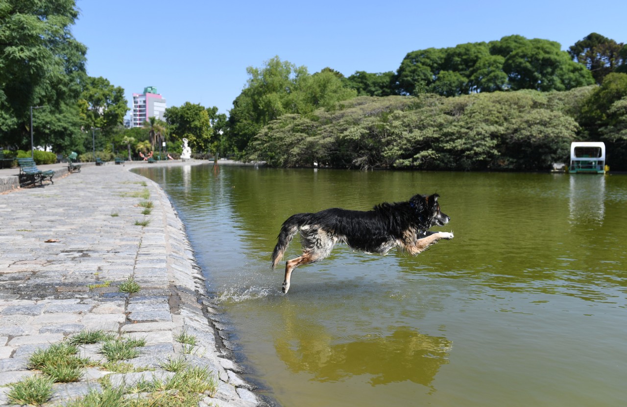 Cómo evitar golpes de calor en mascotas ante las elevadas temperaturas