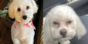 Le cambiaron su perro en la peluquería canina y le dieron uno con cara de malo