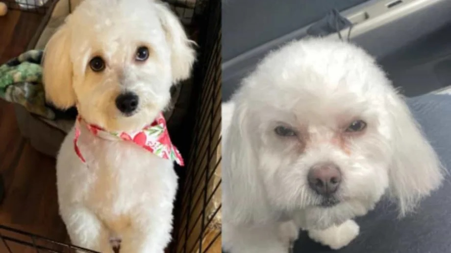 Le cambiaron su perro en la peluquería canina y le dieron uno con cara de malo