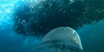 Colocaron una cámara a un pingüino y descubrieron un mundo impresionante