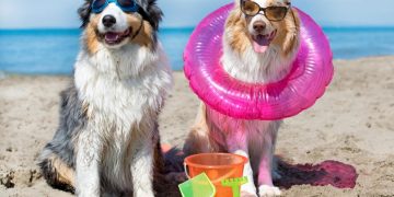 Una playa canina para disfrutar con tu perro este verano