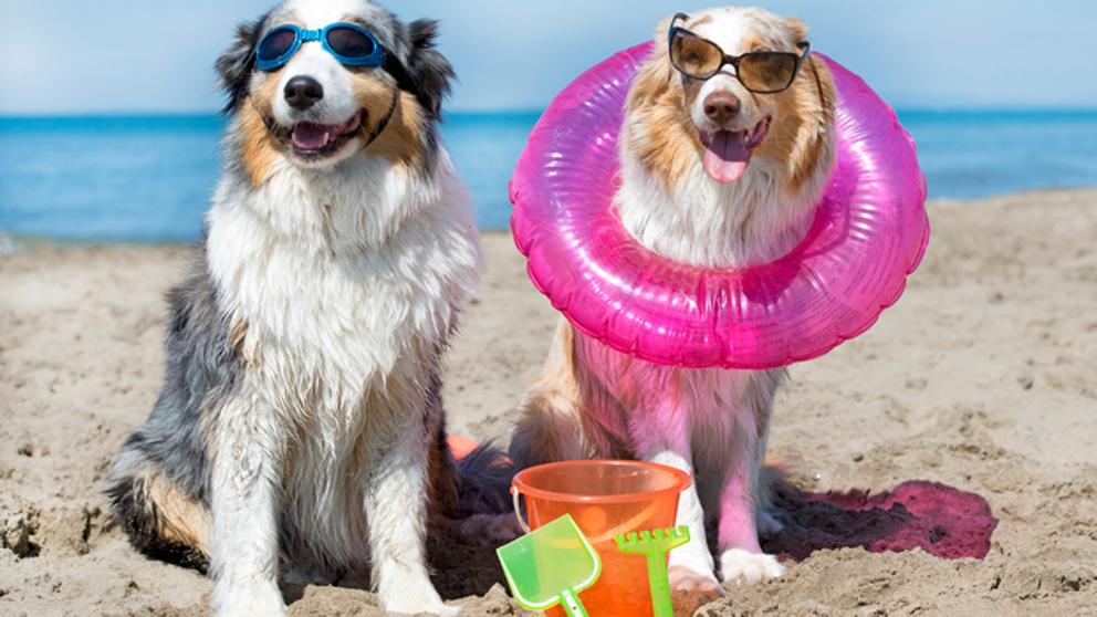 Una playa canina para disfrutar con tu perro este verano